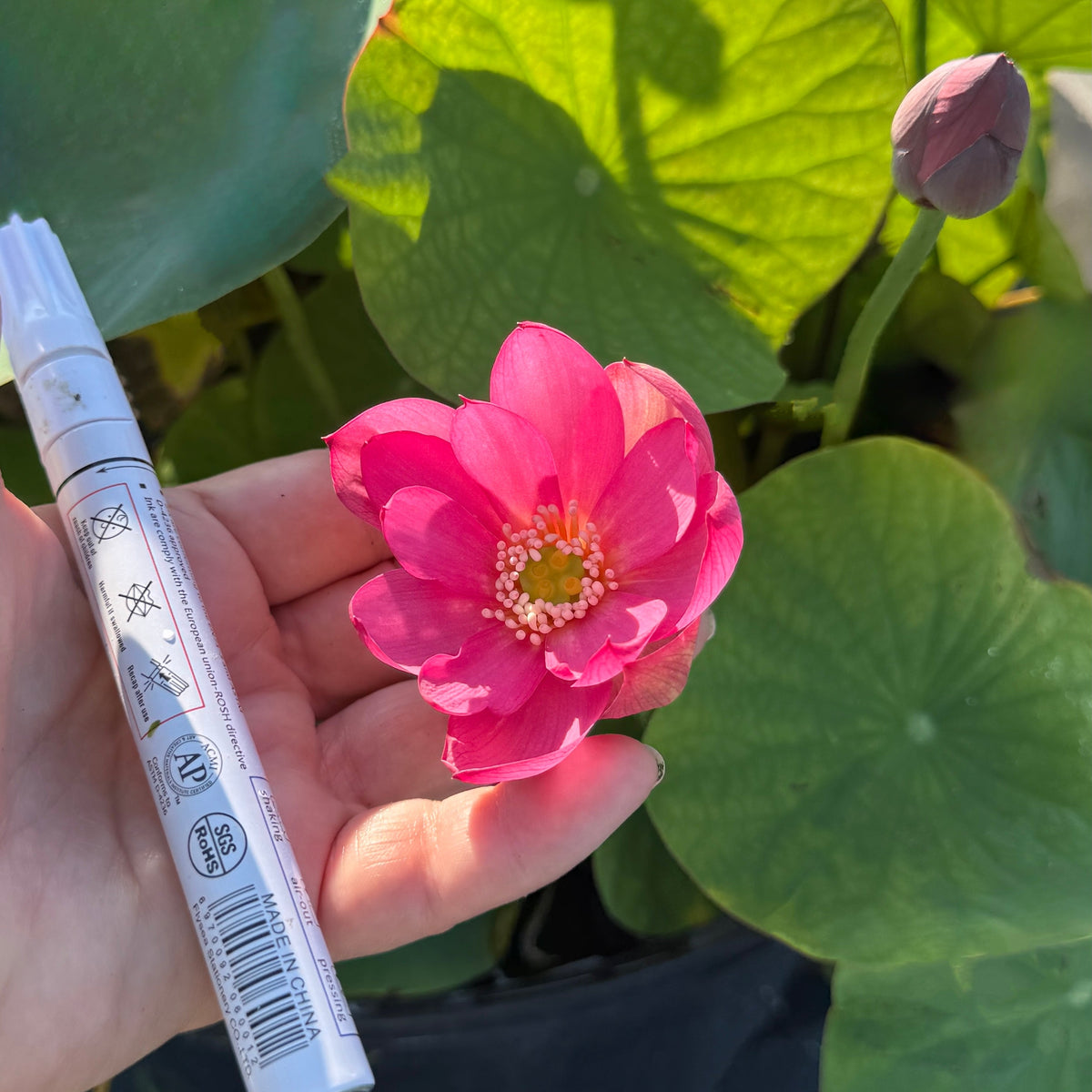 Karen's Kookie-Doodle Mini Lotus (Bare Root)