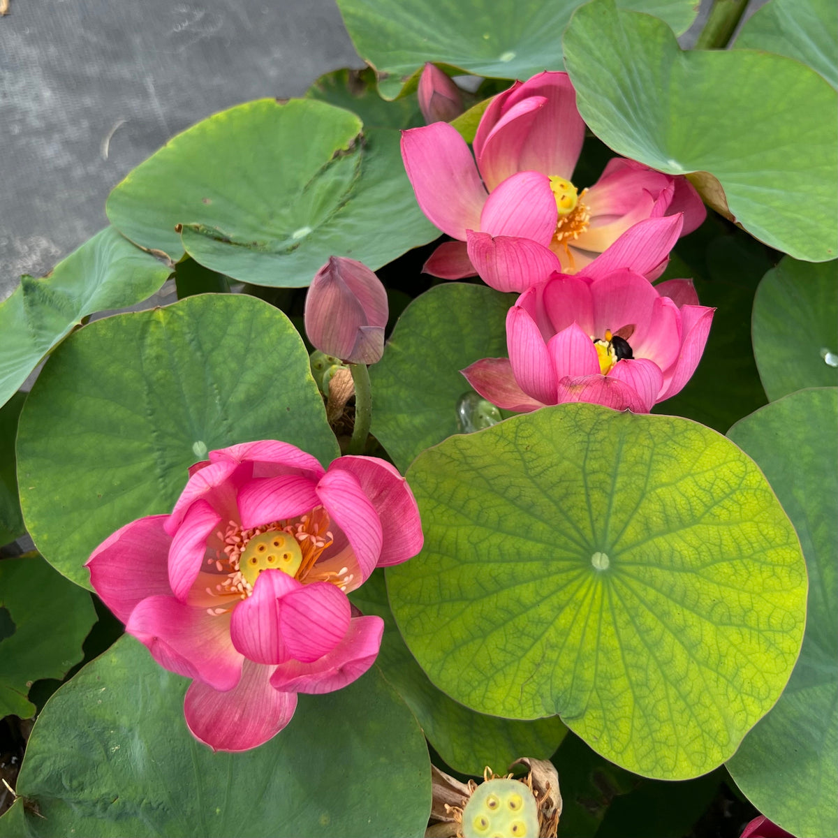 Karen's Kookie-Doodle Mini Lotus (Bare Root)