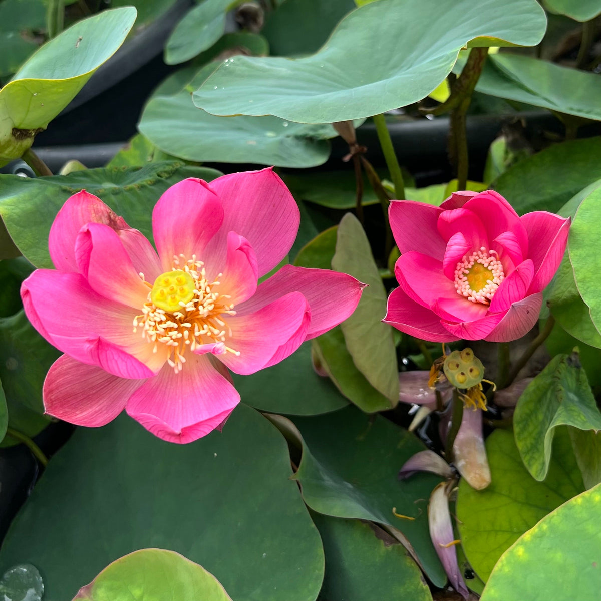 Karen's Kookie-Doodle Mini Lotus (Bare Root)