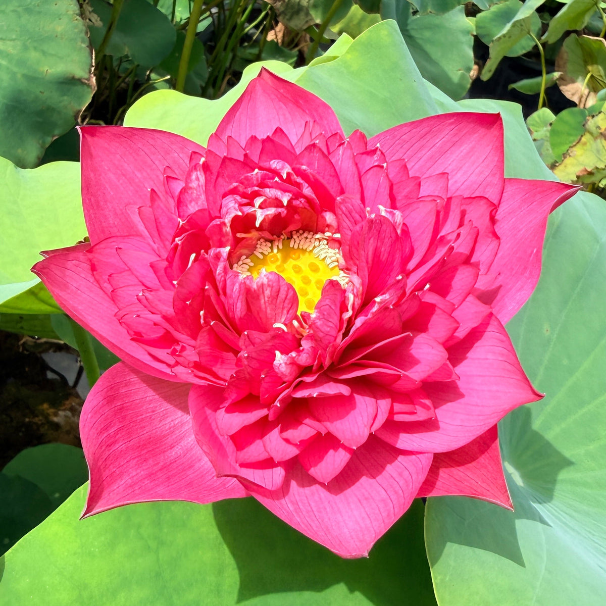 Susan's Spicy Sparkle Lotus (Bare Root)