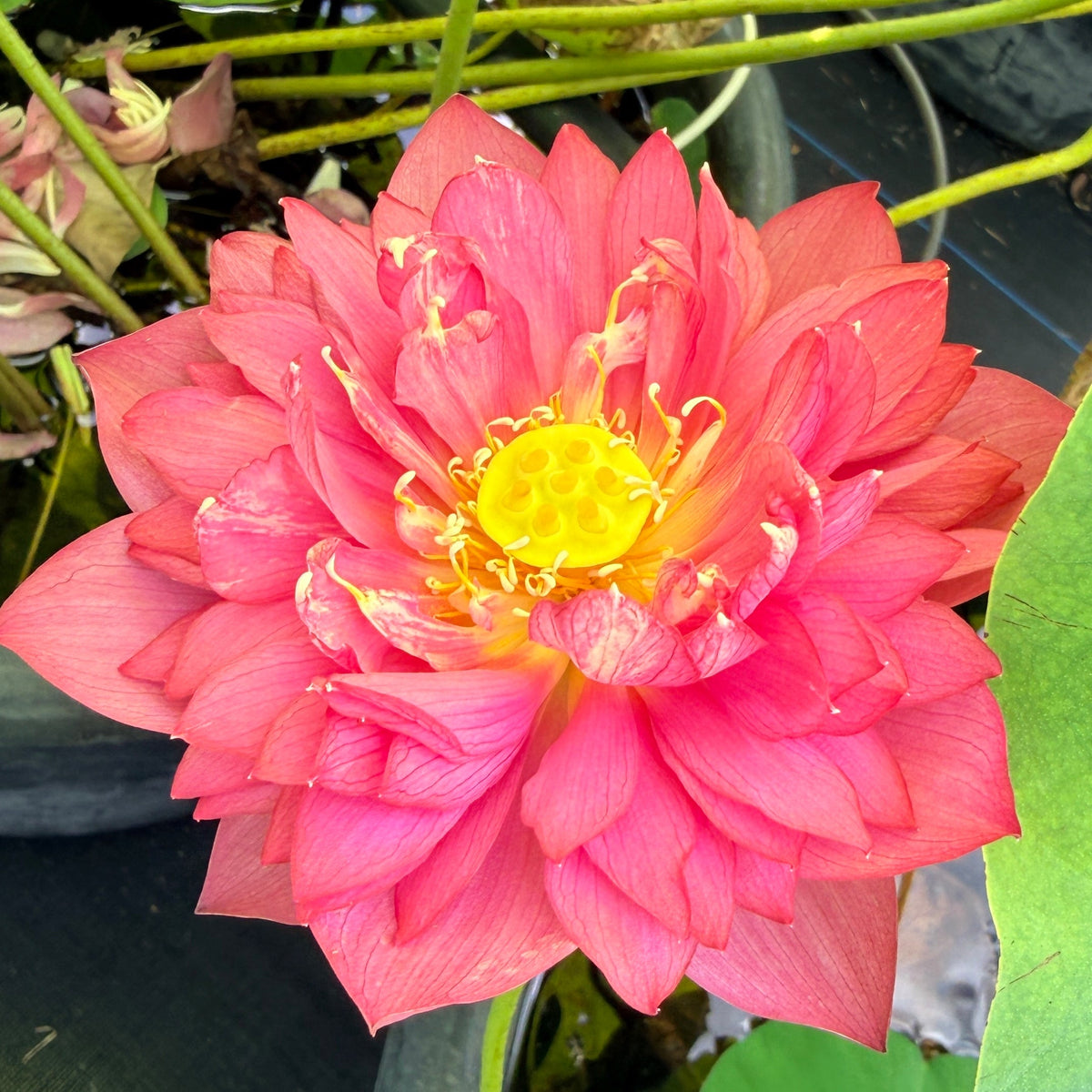 Susan's Spicy Sparkle Lotus (Bare Root)