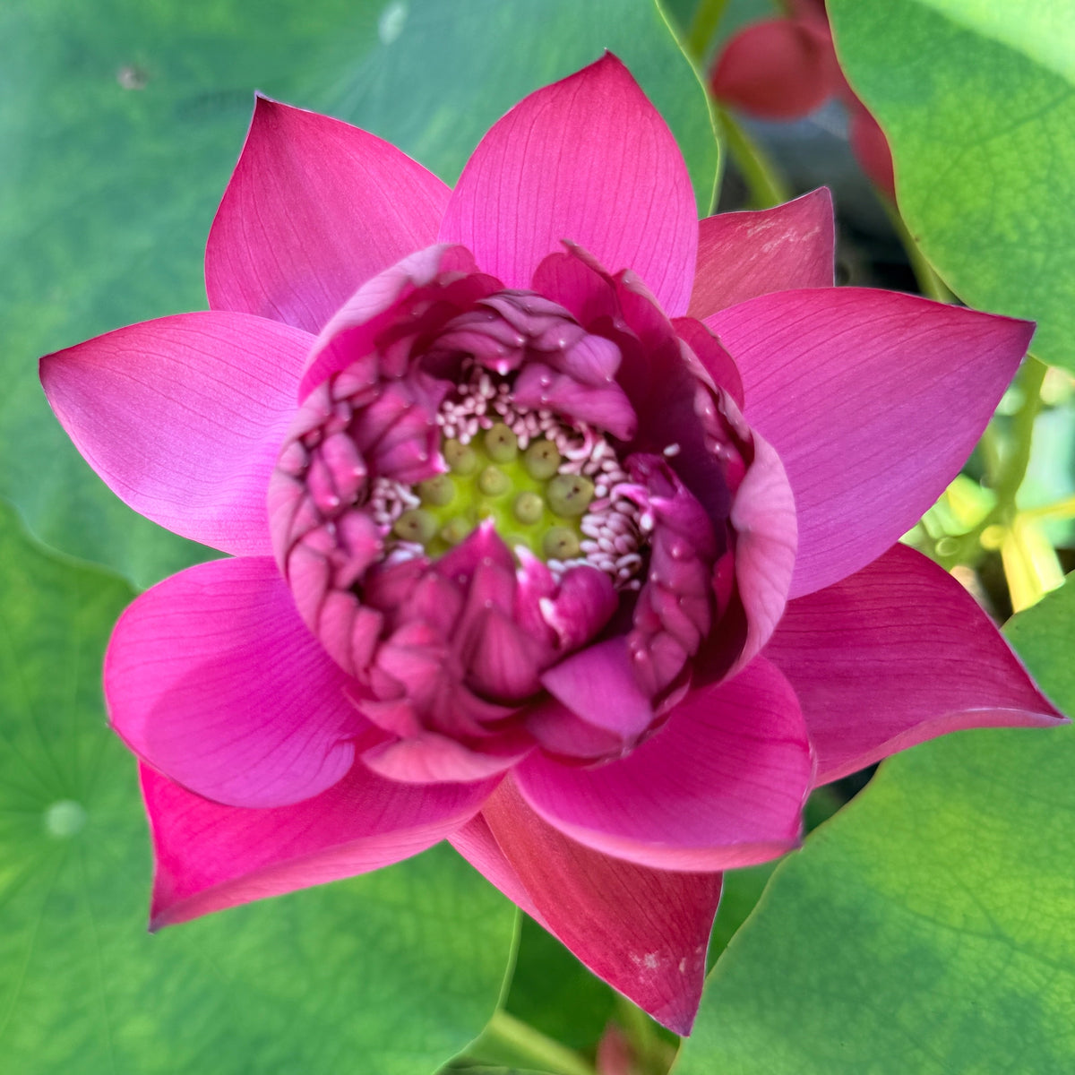 Susan's Spicy Sparkle Lotus (Bare Root)