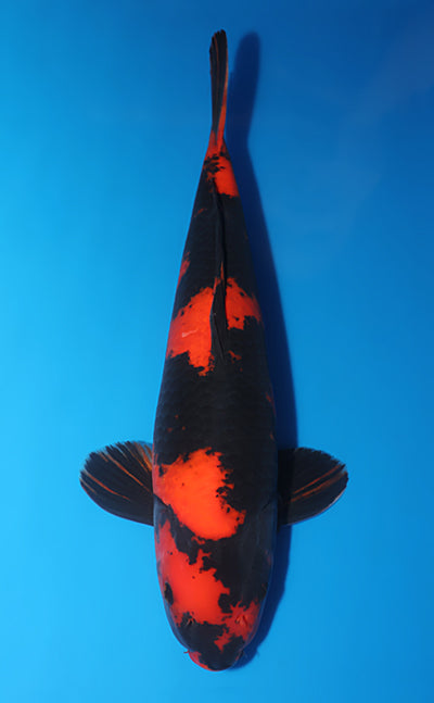 Kodama Koi Farm - Limited Time - Hi Utsuri