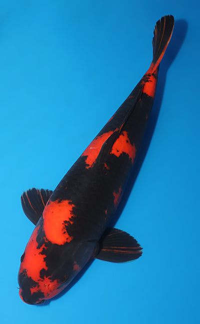 Kodama Koi Farm - Limited Time - Hi Utsuri