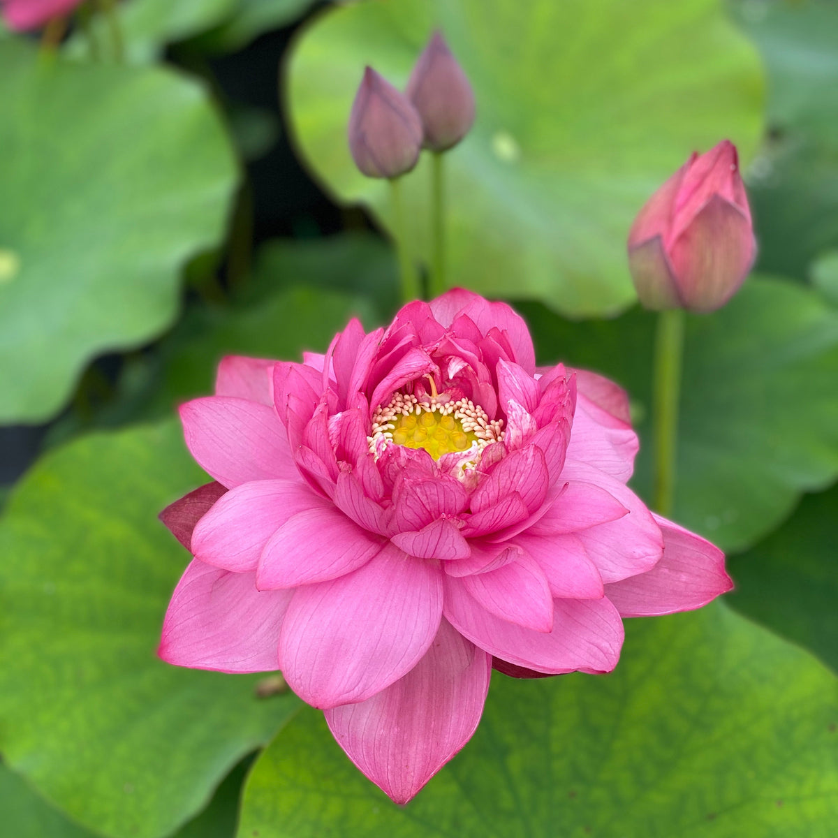 Susan's Spicy Sparkle Lotus (Bare Root)