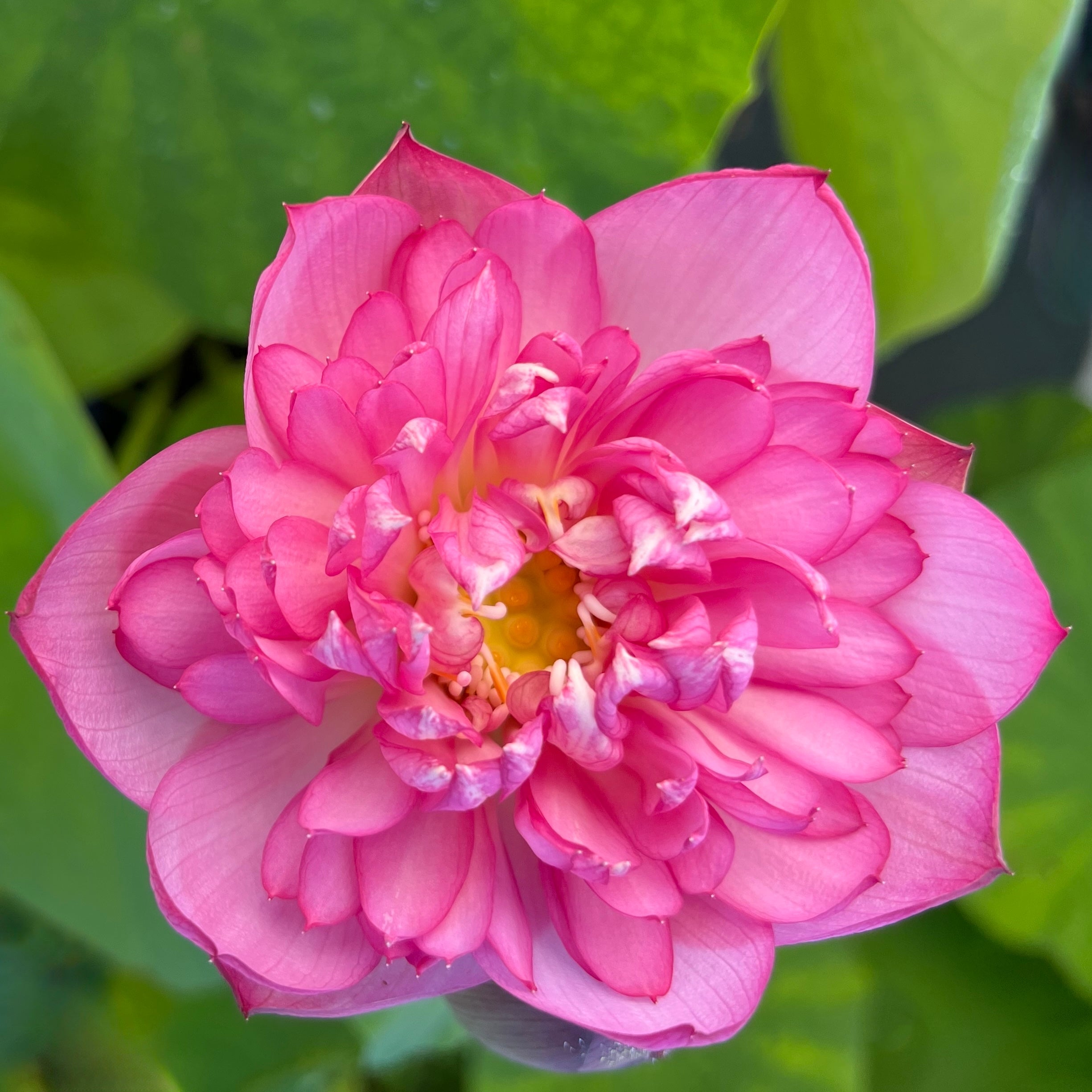 First Kiss - Very Small Lotus (Bare Root)