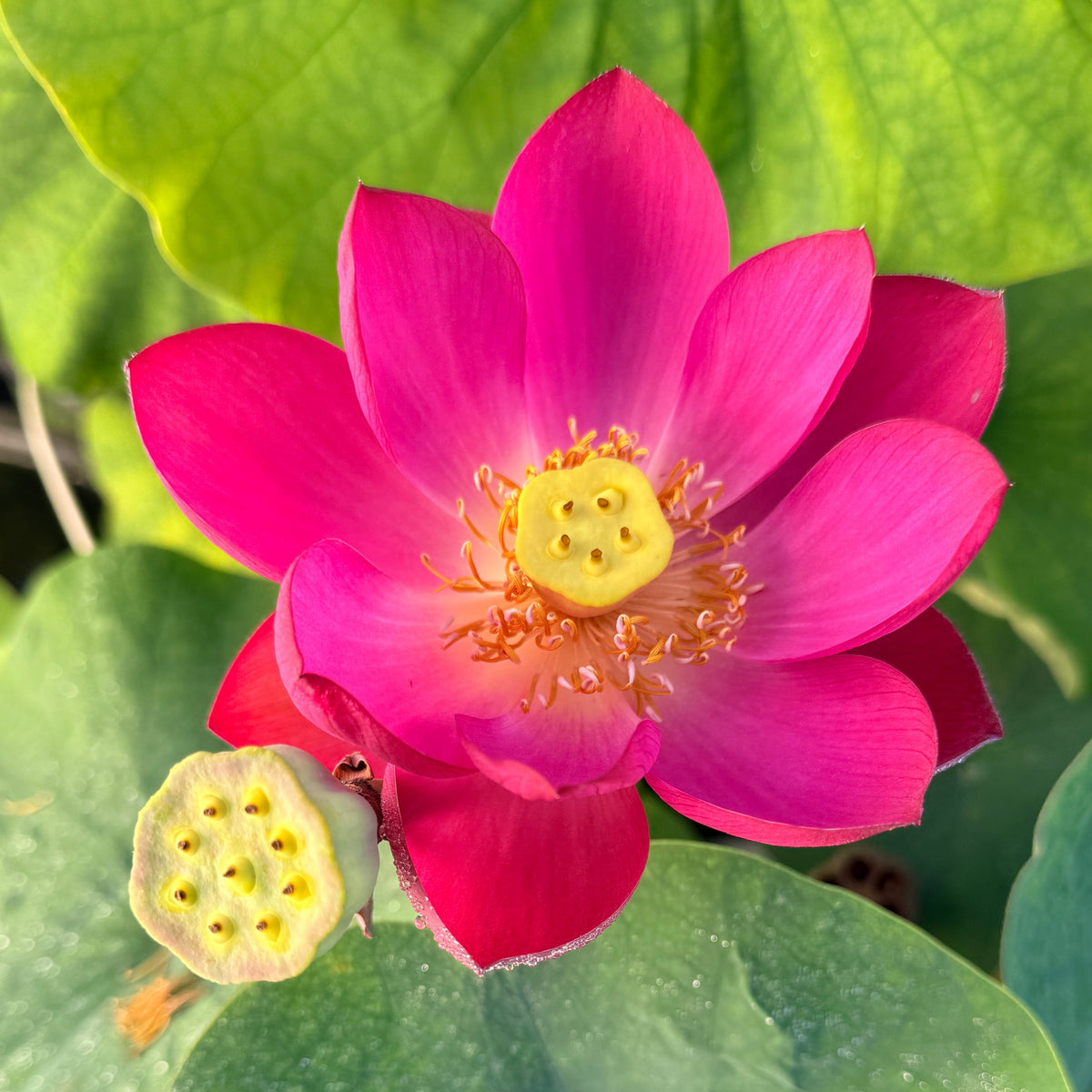 Lei Bing Mini Lotus (Bare Root)
