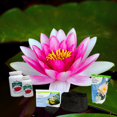 2 Plant Lush Lily Planting Bundle