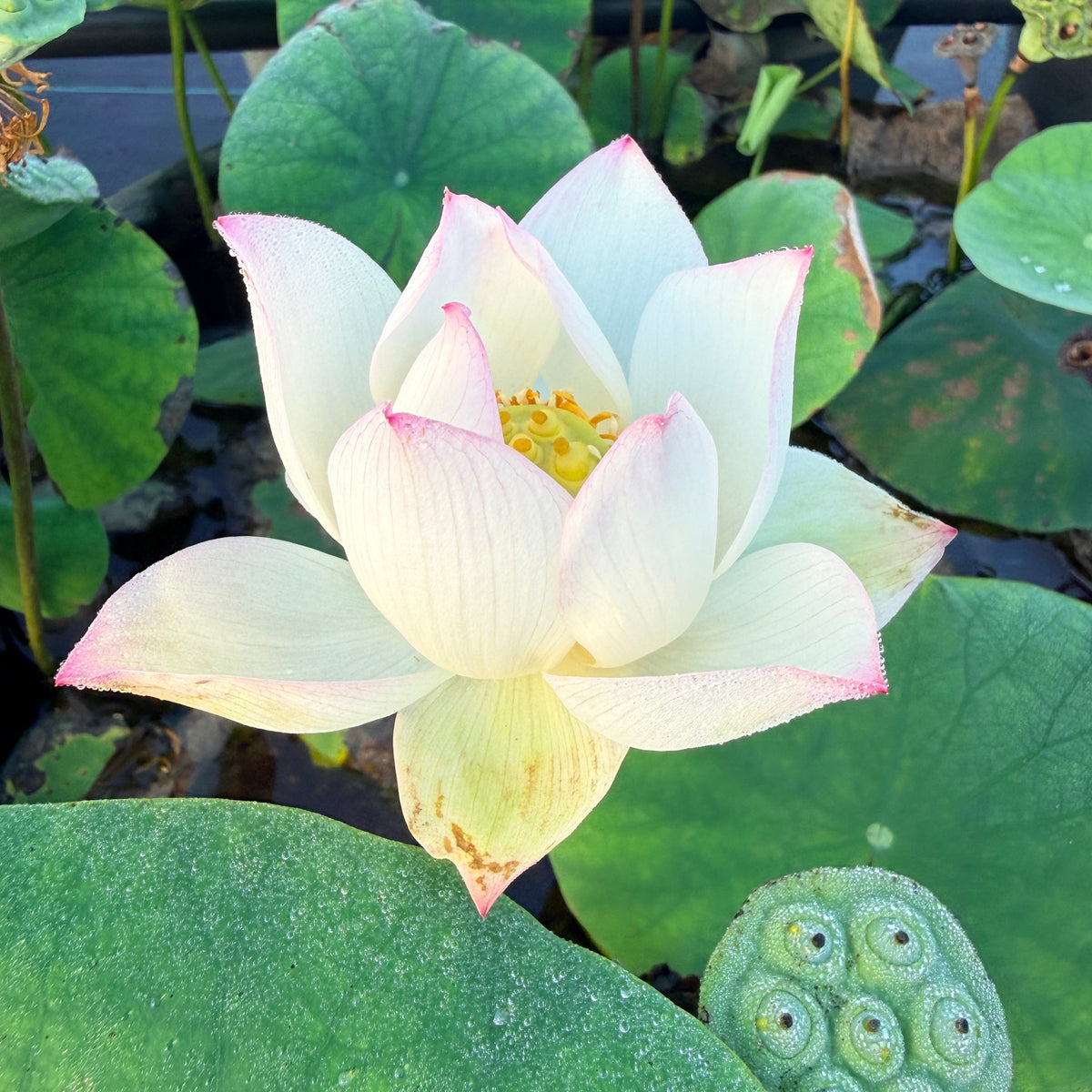 Mo Yun Miniature Lotus (Bare Root)