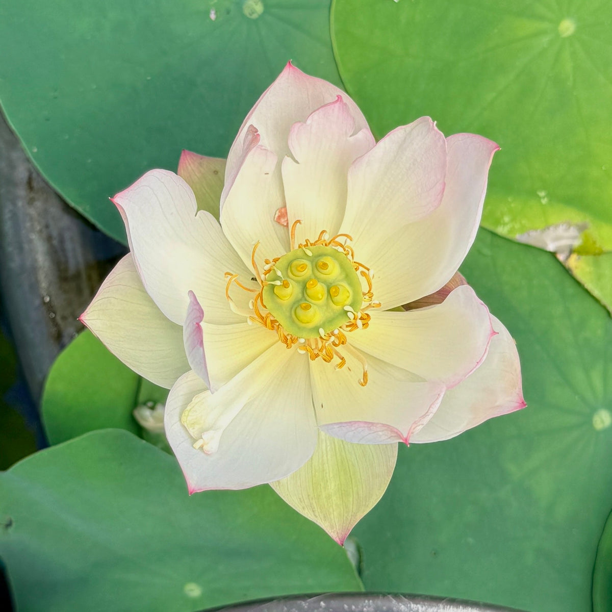 Mo Yun Miniature Lotus (Bare Root)