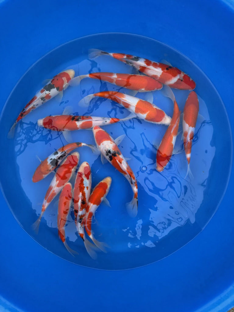 Marudo Koi Farm – Kohaku & Sanke Pattern Packages