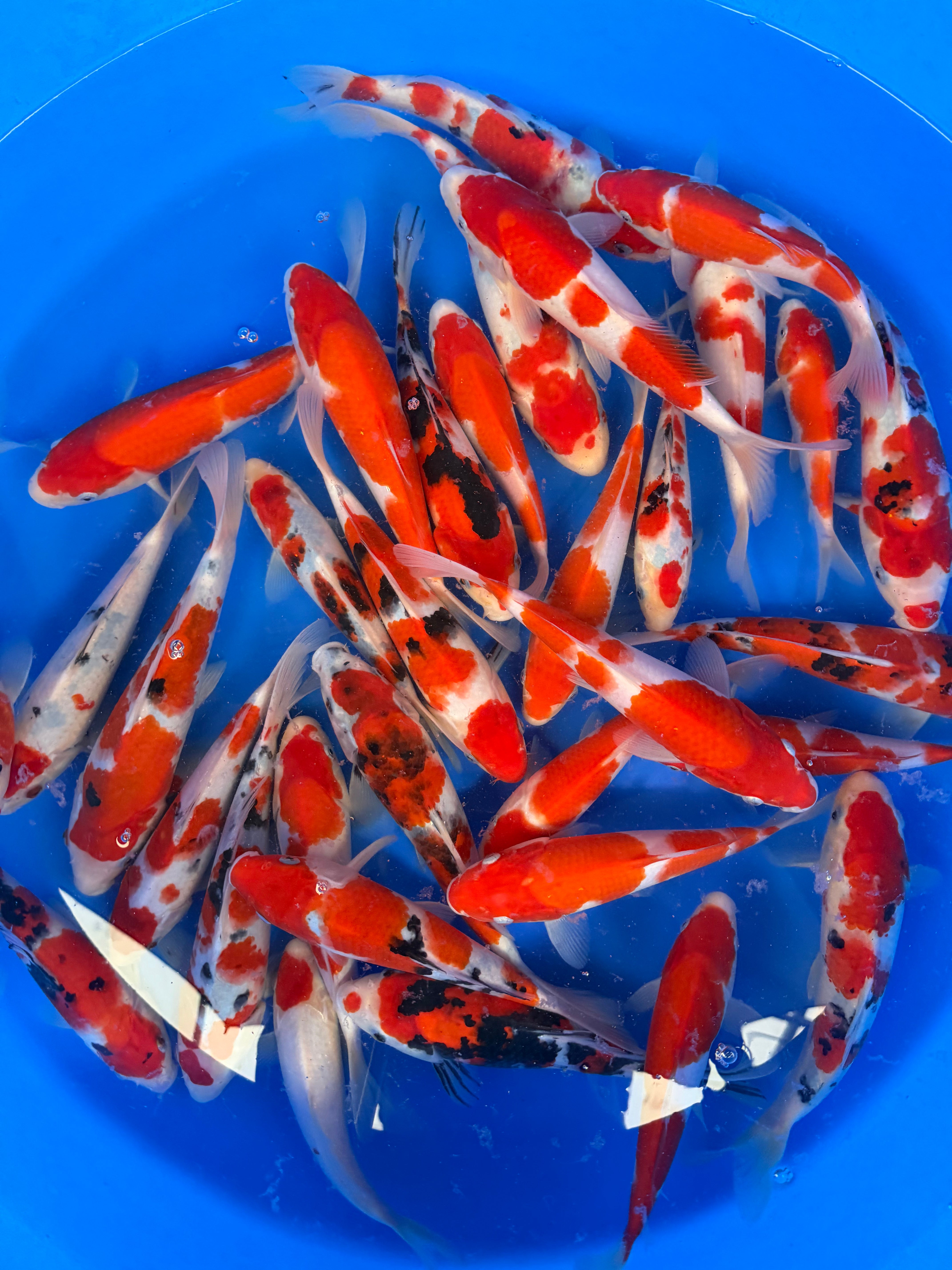 Marudo Koi Farm – Kohaku & Sanke Pattern Packages