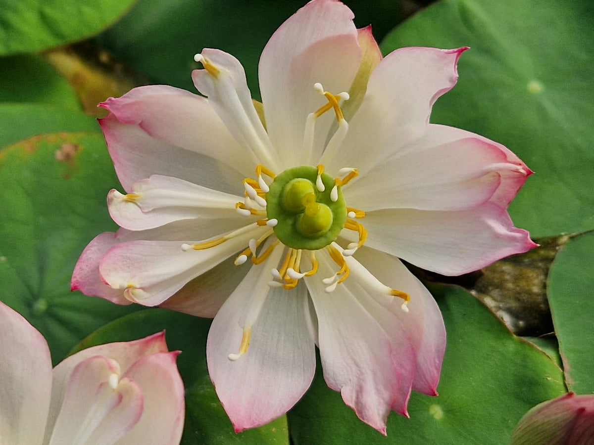 Mo Yun Miniature Lotus (Bare Root)