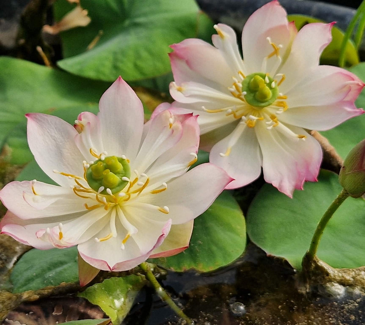 Mo Yun Miniature Lotus (Bare Root)