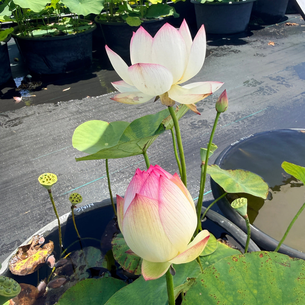 Ning Xua Lotus (Bare Root)
