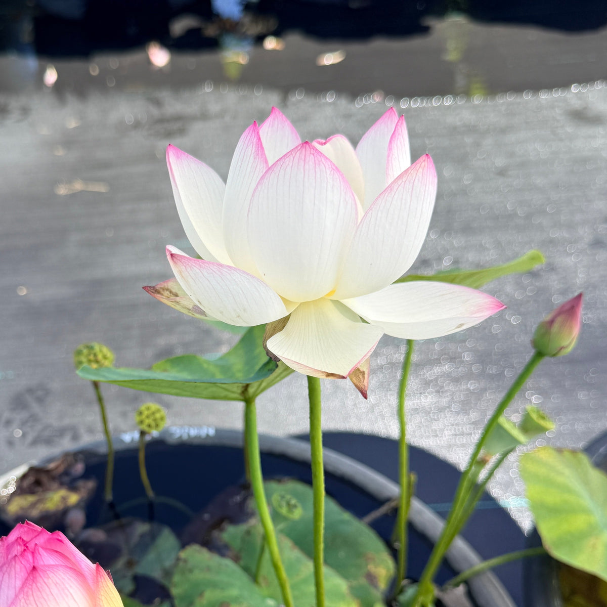 Ning Xua Lotus (Bare Root)