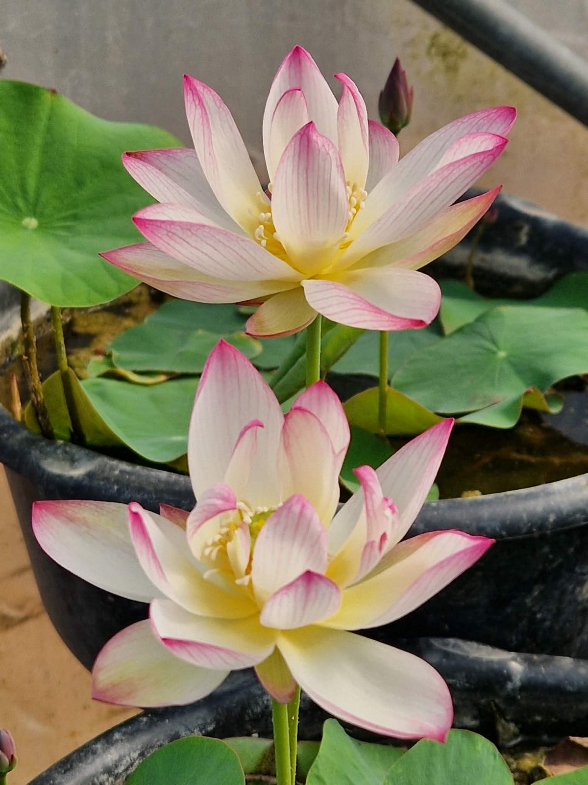 Qian Shumei Miniature Lotus (Bare Root)