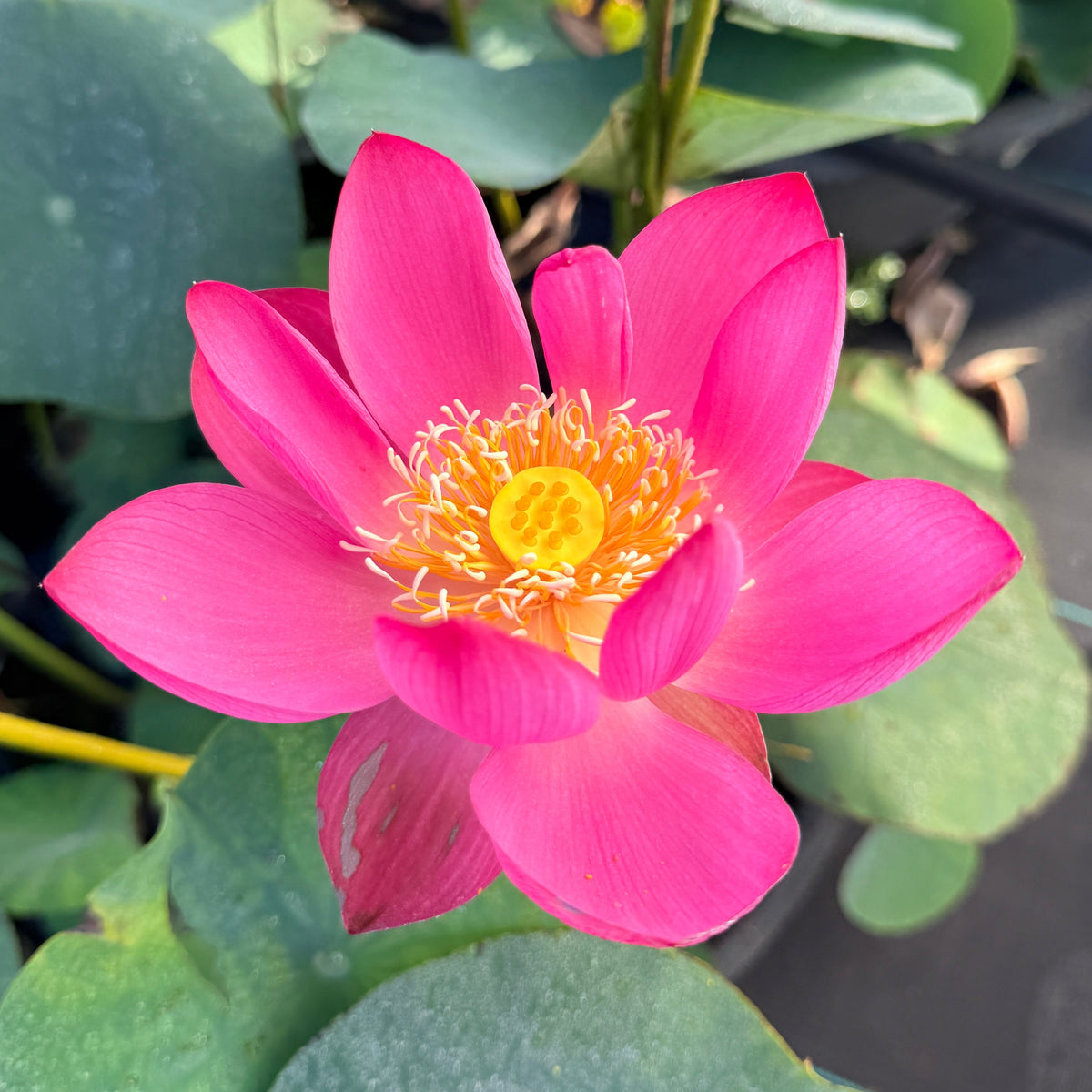 Qian Xiao Zi Lotus (Bare Root)