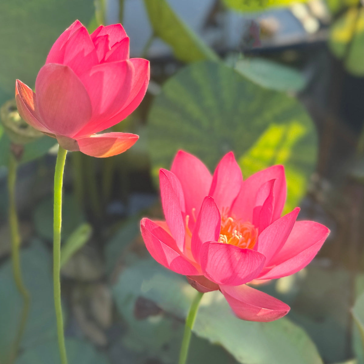 Qian Xiao Zi Lotus (Bare Root)