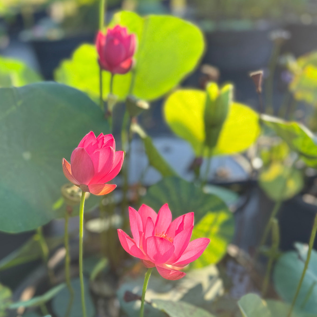 Qian Xiao Zi Lotus (Bare Root)