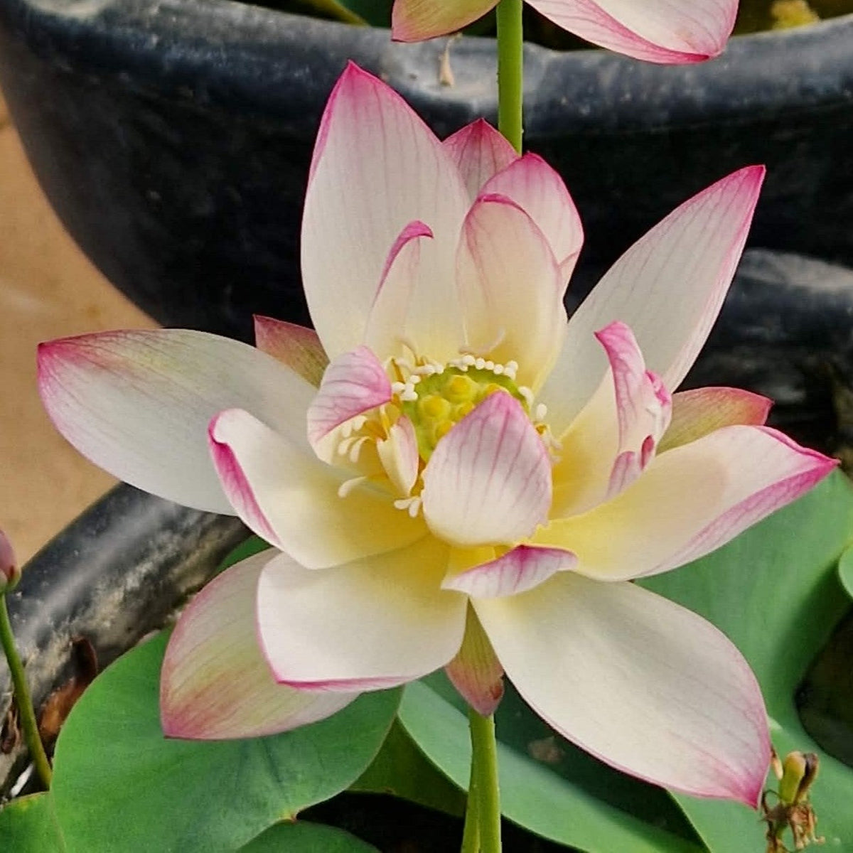 Qian Shumei Miniature Lotus (Bare Root)