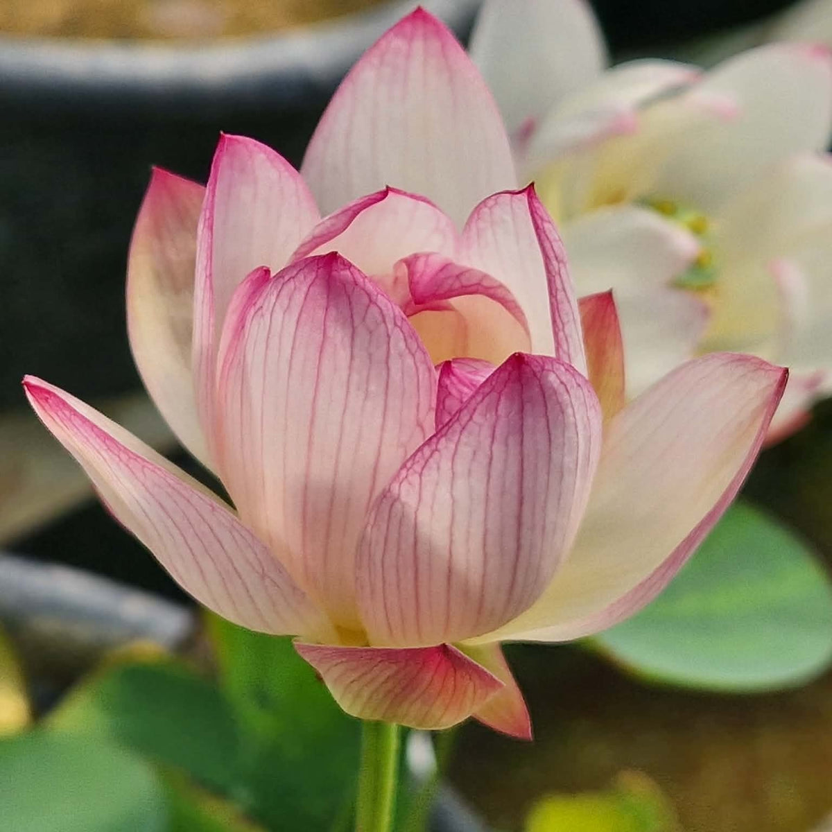 Qian Shumei Miniature Lotus (Bare Root)
