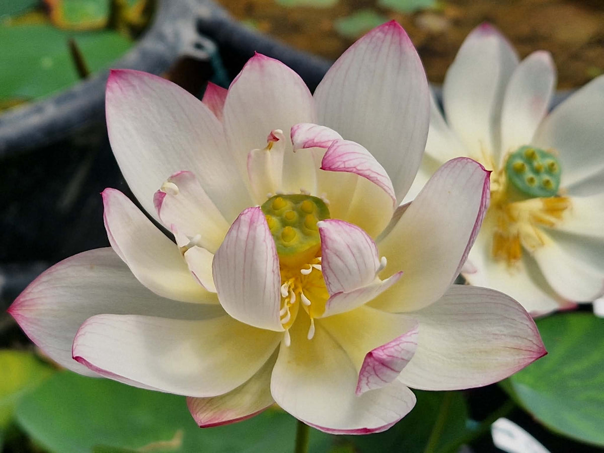 Qian Shumei Miniature Lotus (Bare Root)