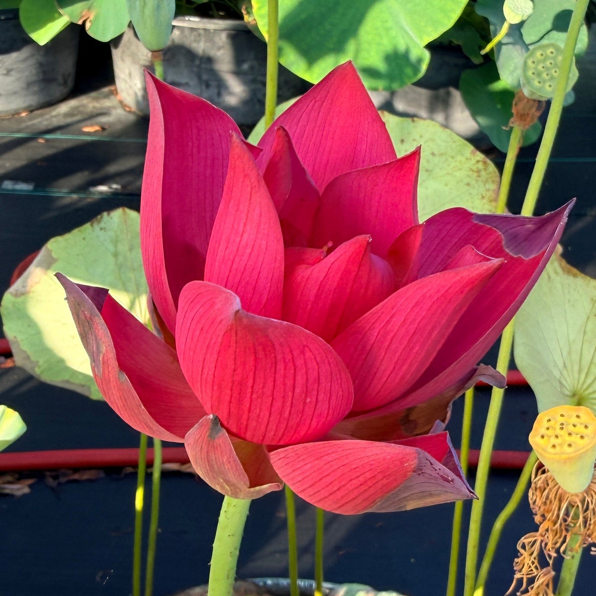 Red Makeup Lotus (Bare Root)