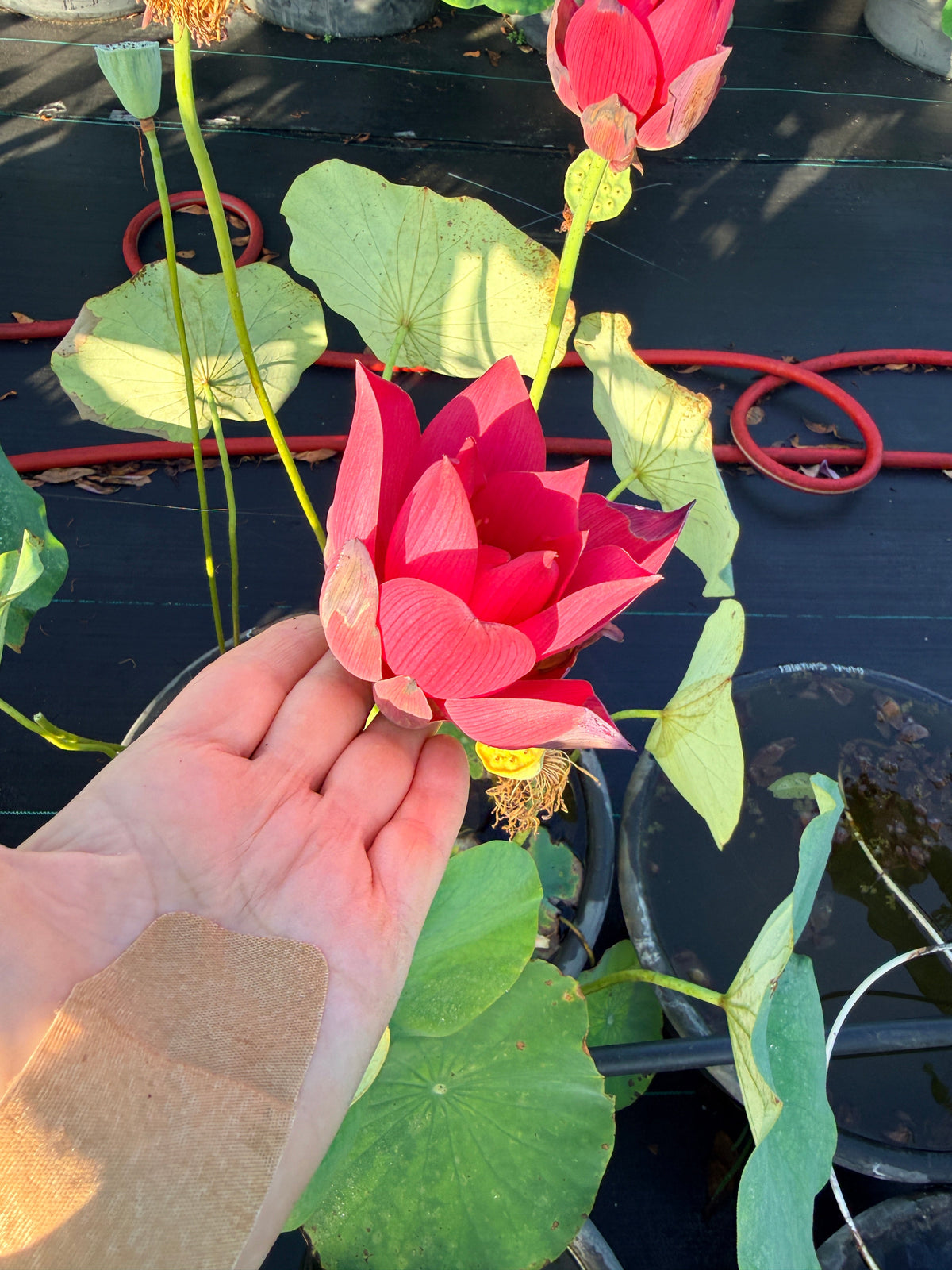 Red Makeup Lotus (Bare Root)