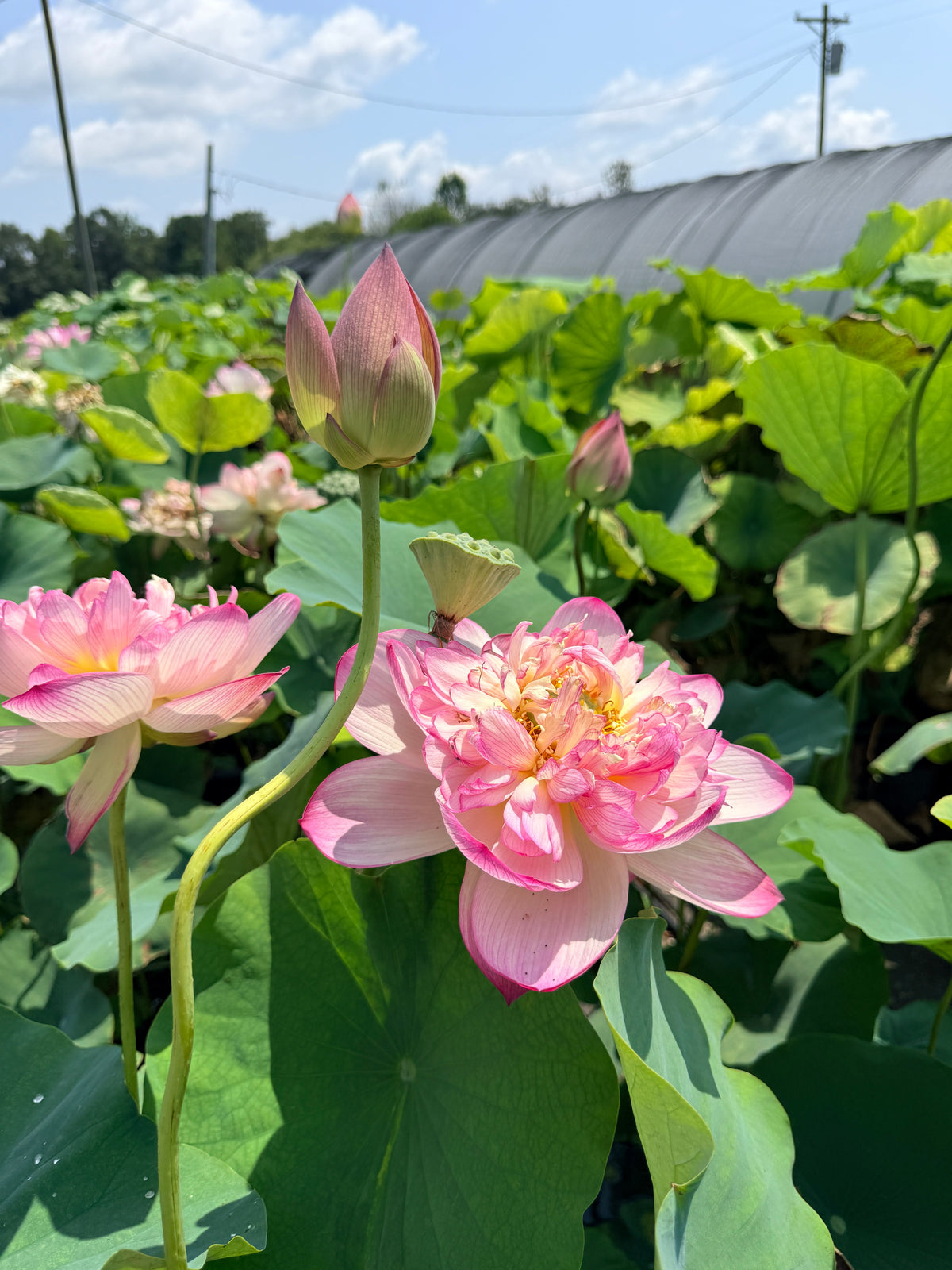 Royal Purple Lotus (Bare Root)