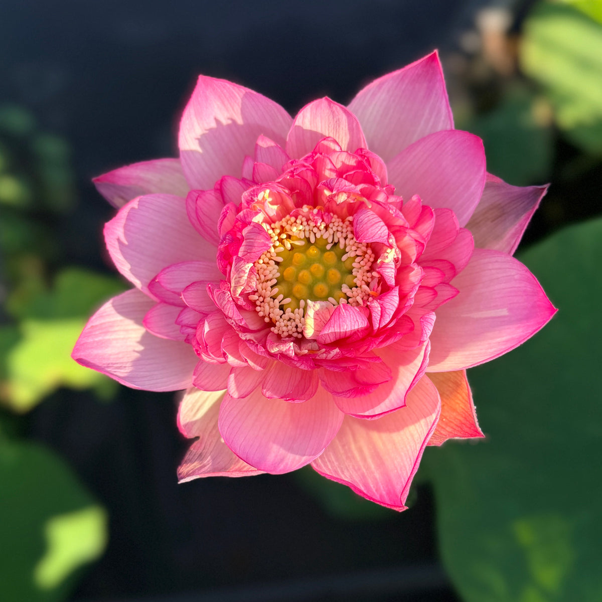 Royal Purple Lotus (Bare Root)