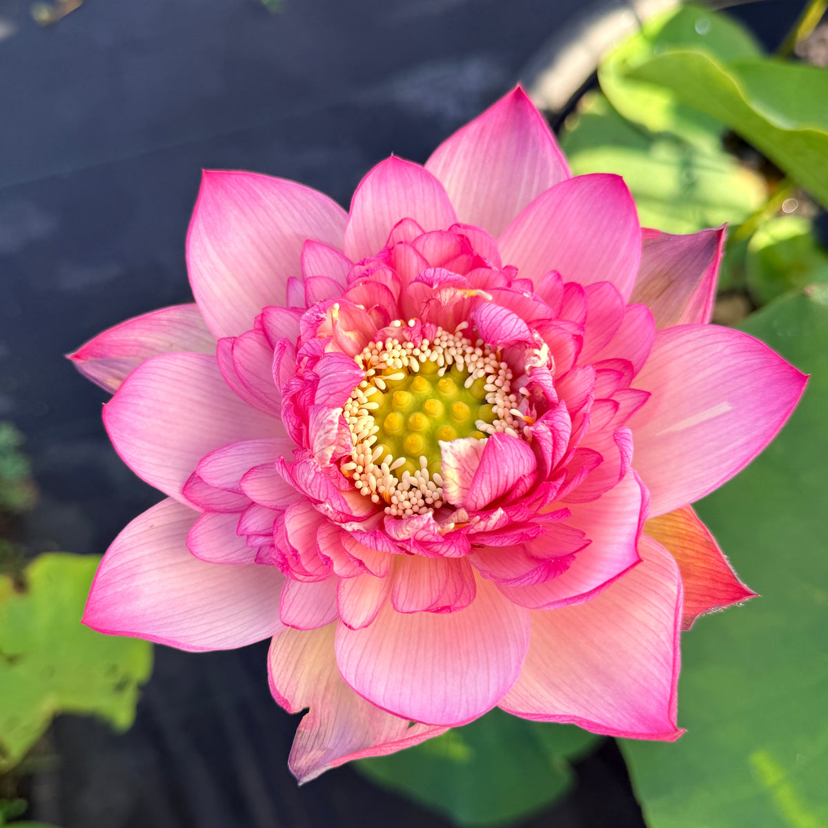 Royal Purple Lotus (Bare Root)