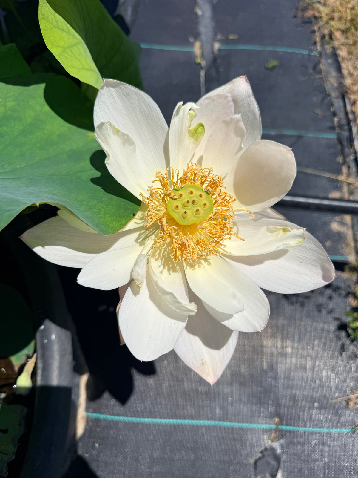 Ru Yu Mini Lotus (Bare Root)