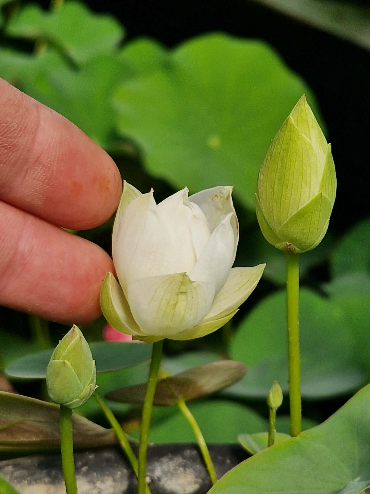 Ru Yu Mini Lotus (Bare Root)