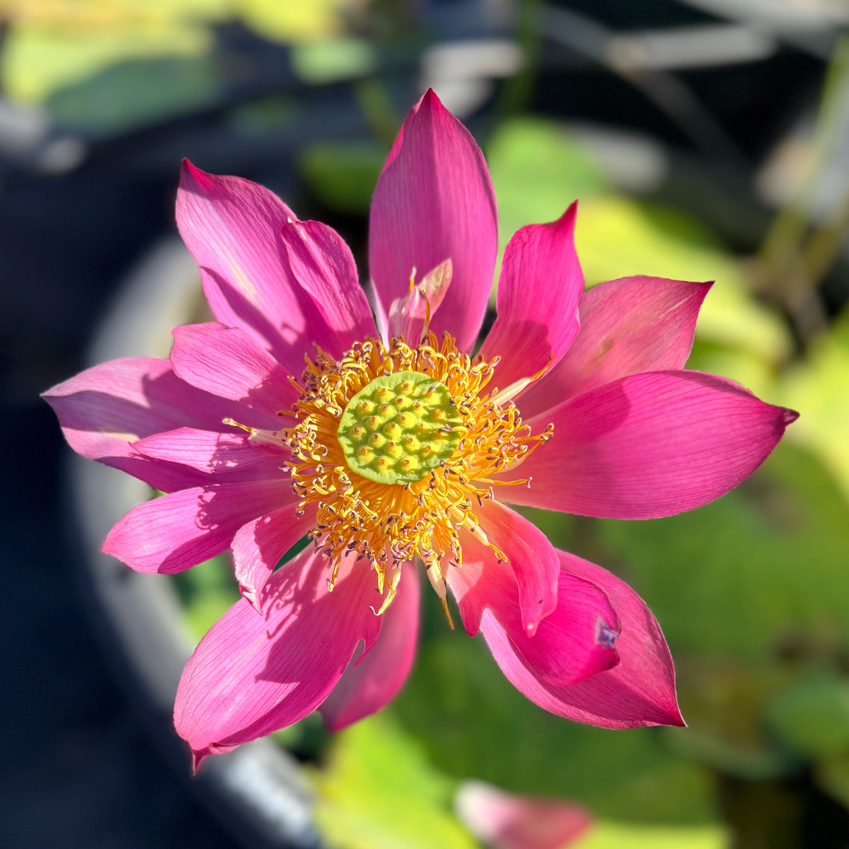 Southern Starry Sky Lotus (Bare Root)