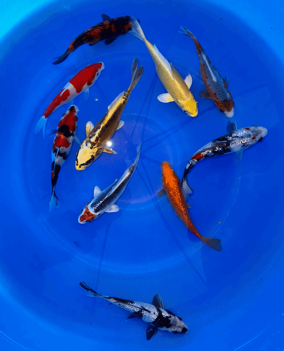 Premium Japanese Koi Fish Packages