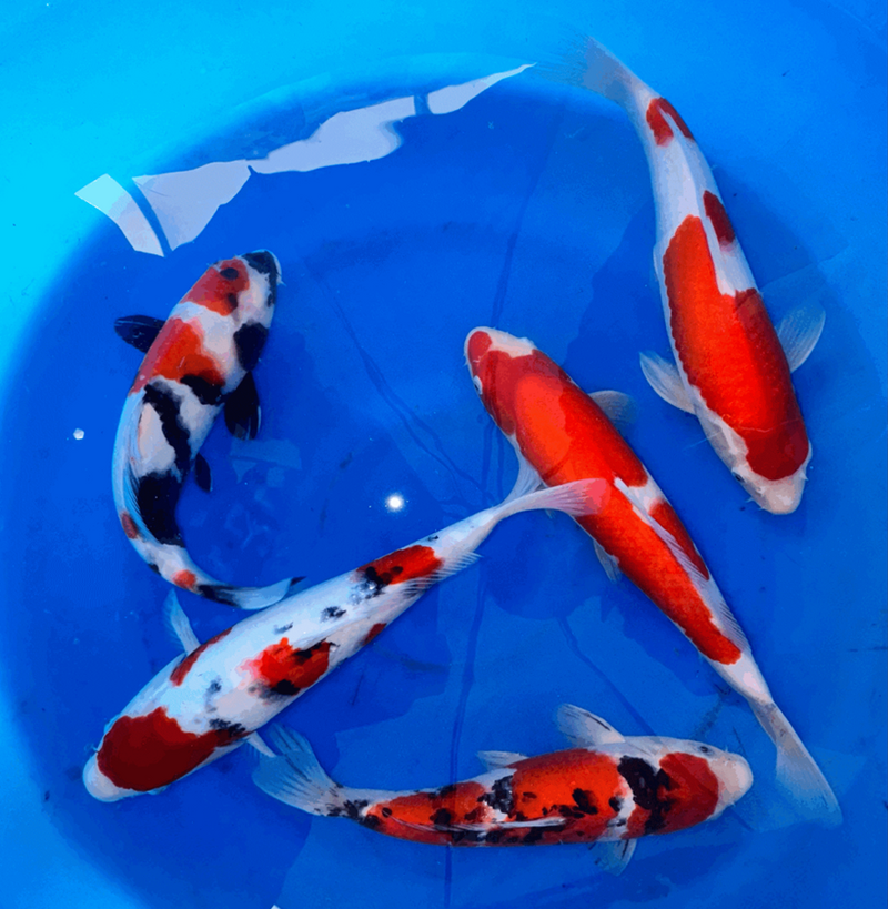 Play It Koi Premium Pond Supplies Expert Koi Care