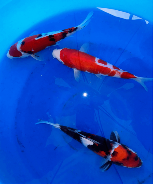 Premium Gosanke Japanese Koi Fish Packages