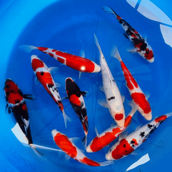 Premium Gosanke Japanese Koi Fish Packages