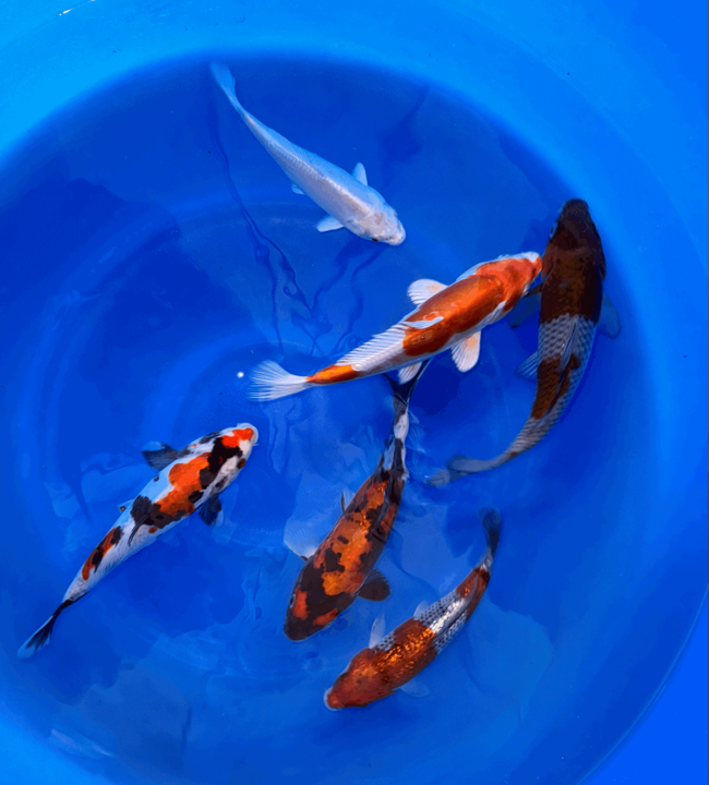 Premium Japanese Koi Fish Packages