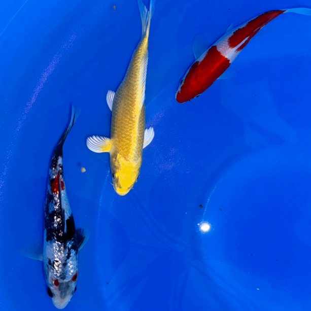 Premium Japanese Koi Fish Packages