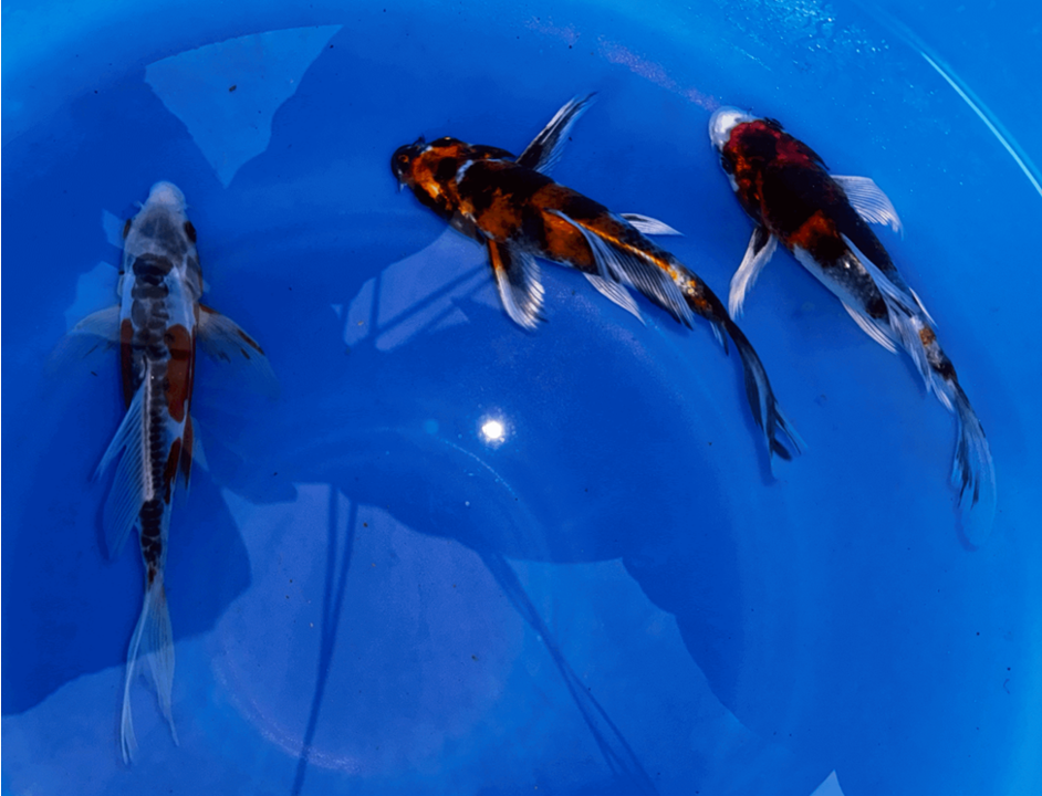 Premium Japanese Butterfly Koi Fish Packages