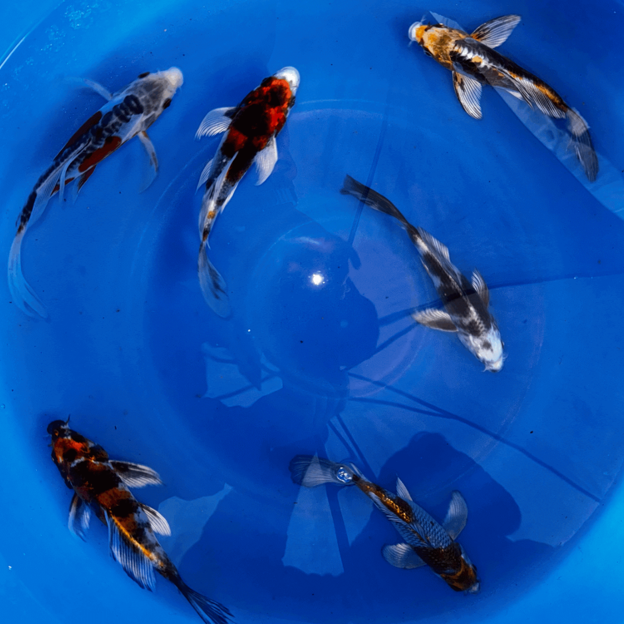 Premium Japanese Butterfly Koi Fish Packages