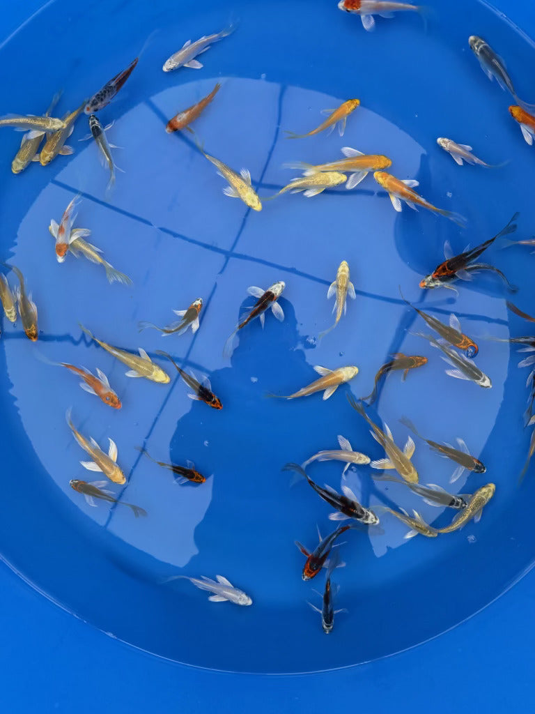 diamond supply co koi fish box logo Suda Koi Farm – Butterfly (Hirenaga) Tosai Packages