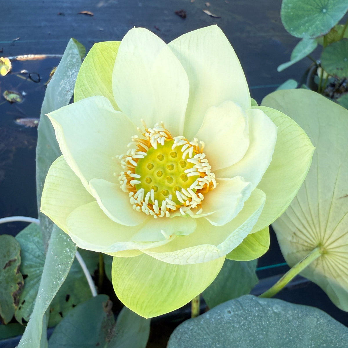 Xiao Ling Lotus (Bare Root)