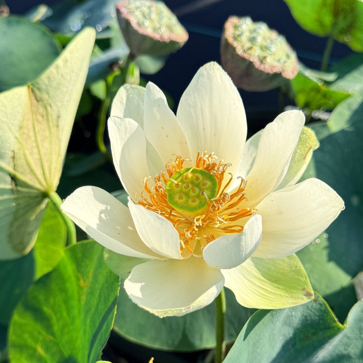 Xiao Ling Lotus (Bare Root)