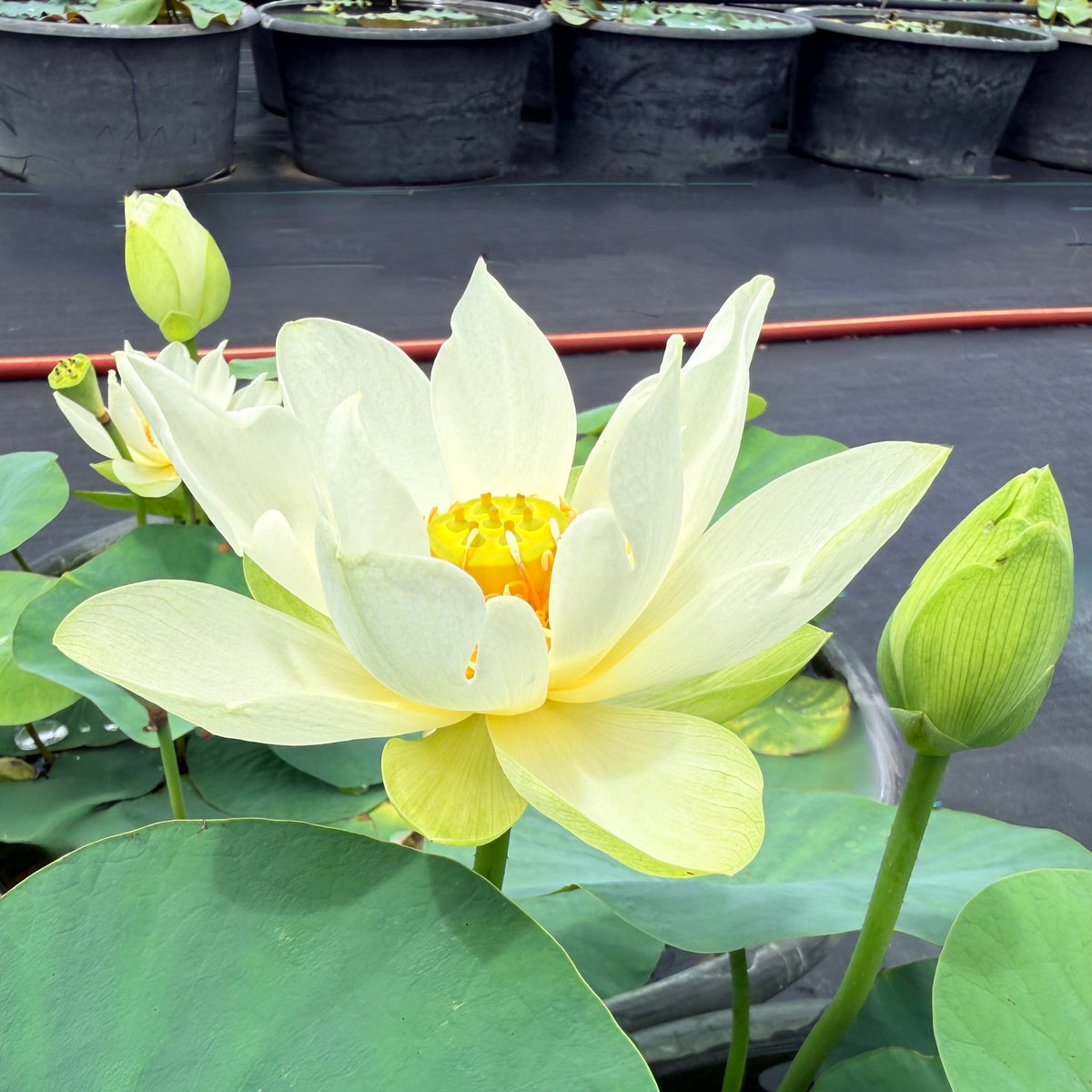 Xiao Ling Lotus (Bare Root)