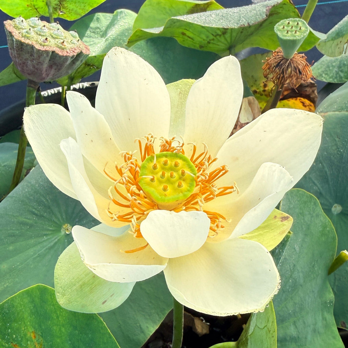 Xiao Ling Lotus (Bare Root)