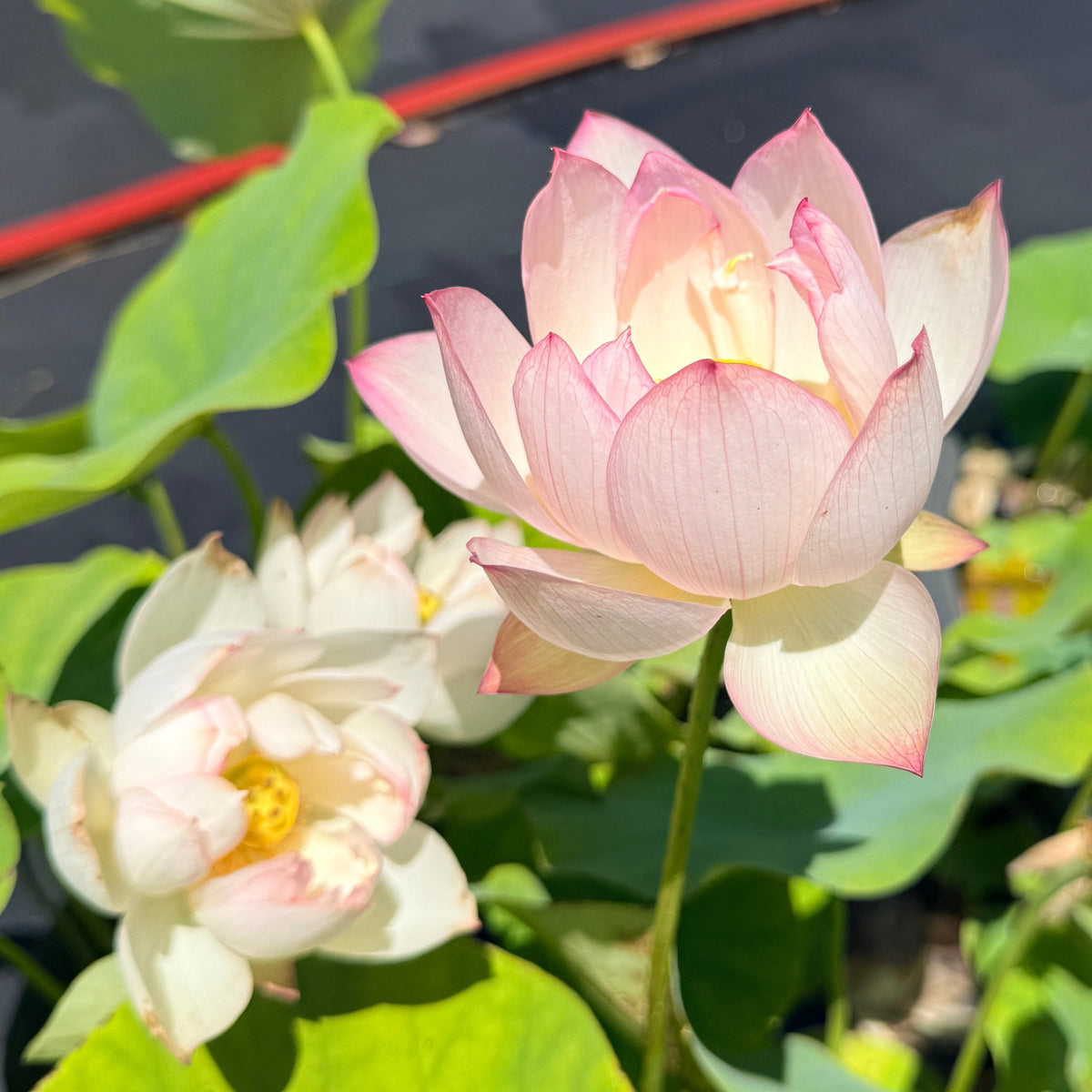 Xiao Ya Bowl Lotus (Bare Root)
