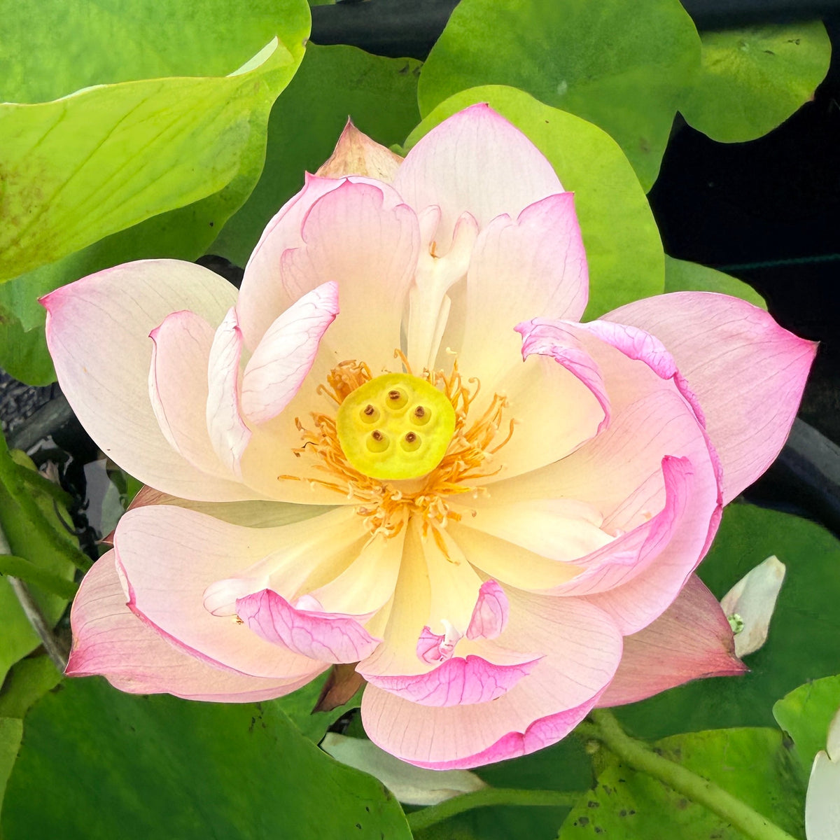 Xiao Ya Bowl Lotus (Bare Root)